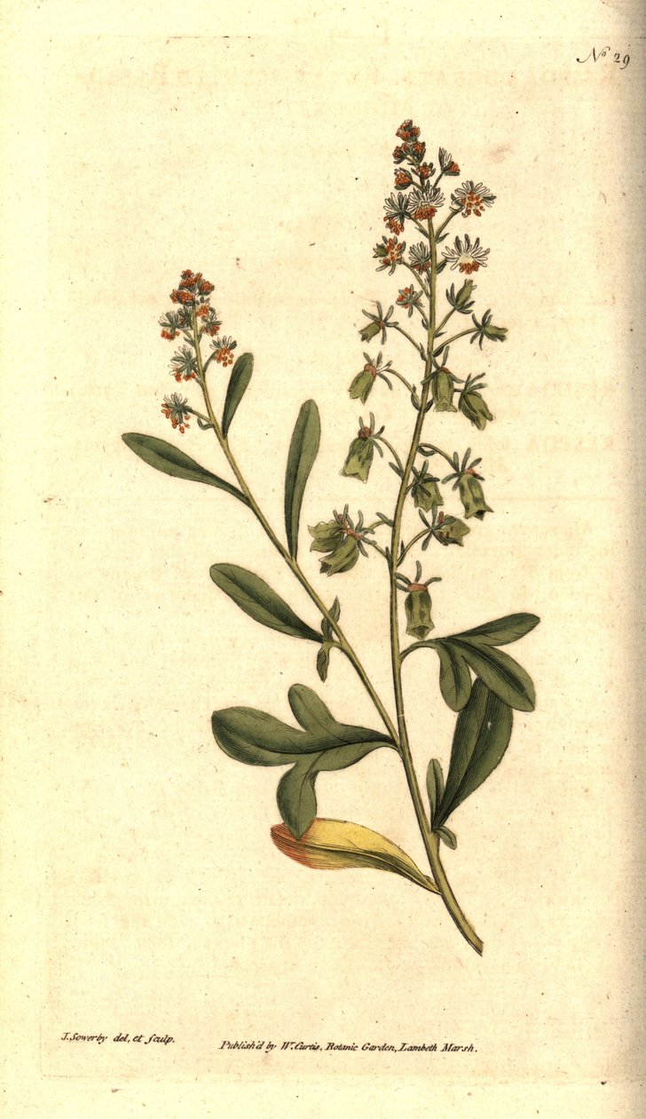 Reseda odorant - Sweet-scented reseda or mignonette, Reseda odorata by James Sowerby