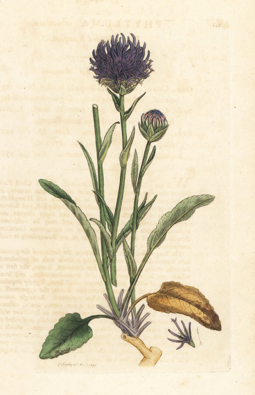 Round-headed Rampion by James Sowerby