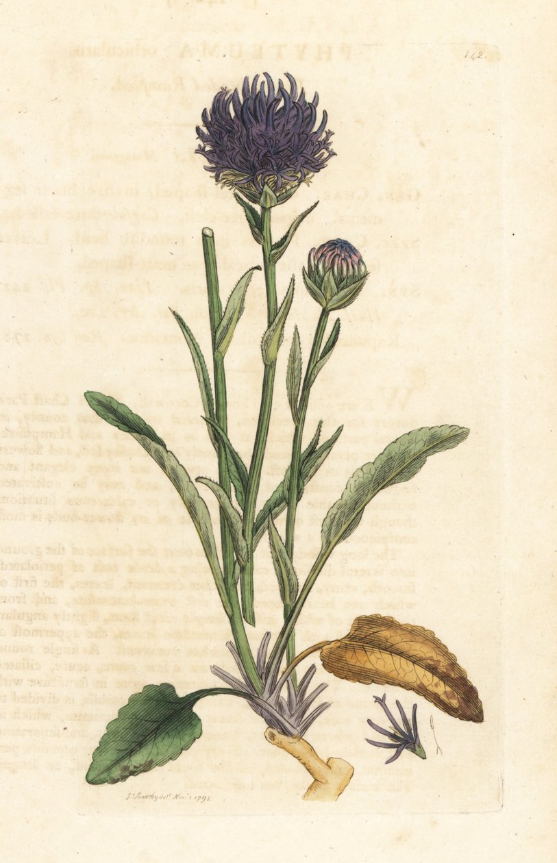 Round-headed rampion, Phyteuma orbiculare (Phyteuma orbicularis) (Orbicular Rapunzel) Handcoloured copperplate engraving after an illustration by James Sowerby from James Smith