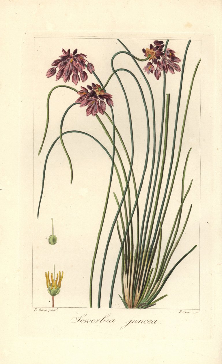 Rush lily, Sowerbaea juncea, native to Australia by James Sowerby