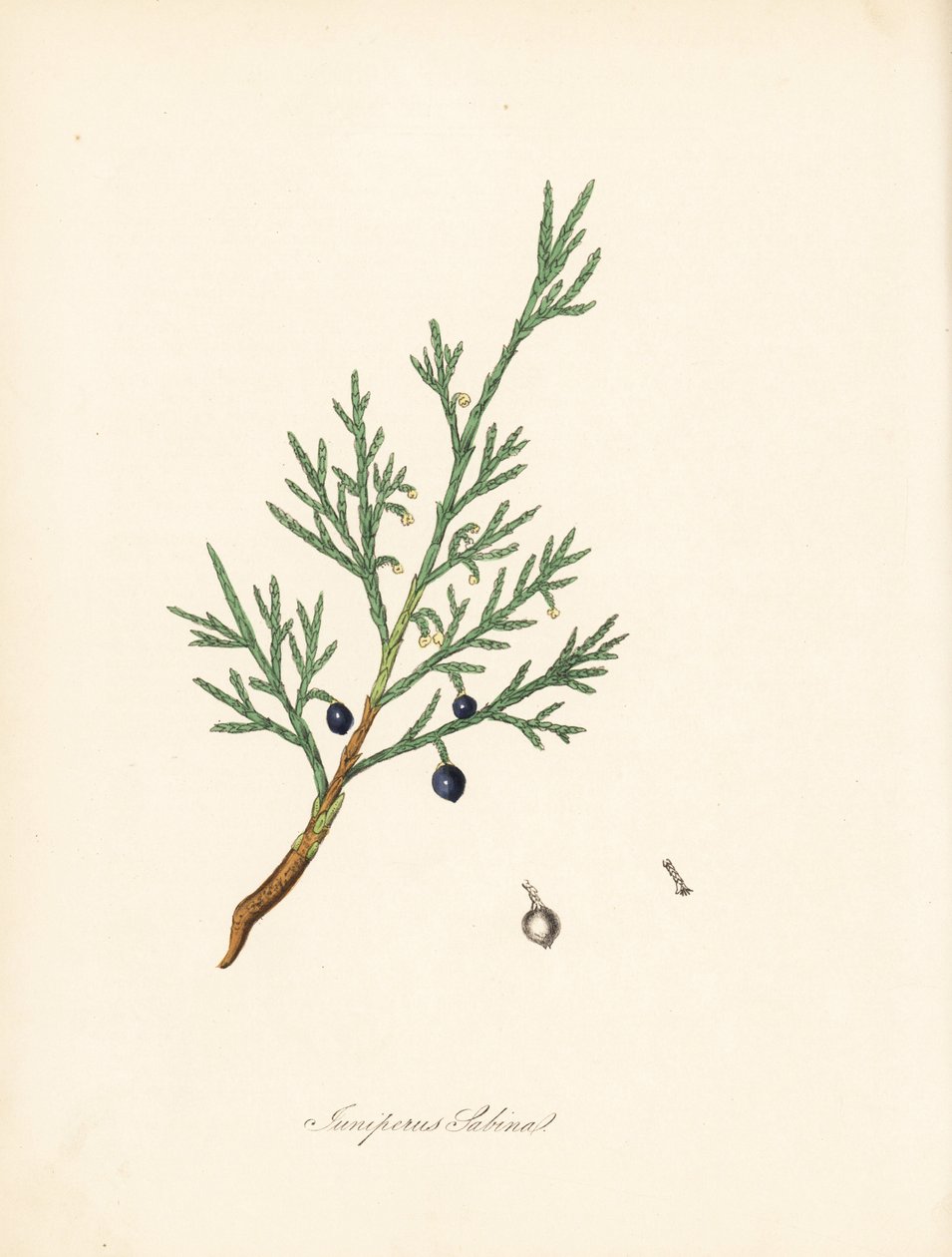 Sabine juniper - Common savin or juniper savin, Juniperus sabina by James Sowerby