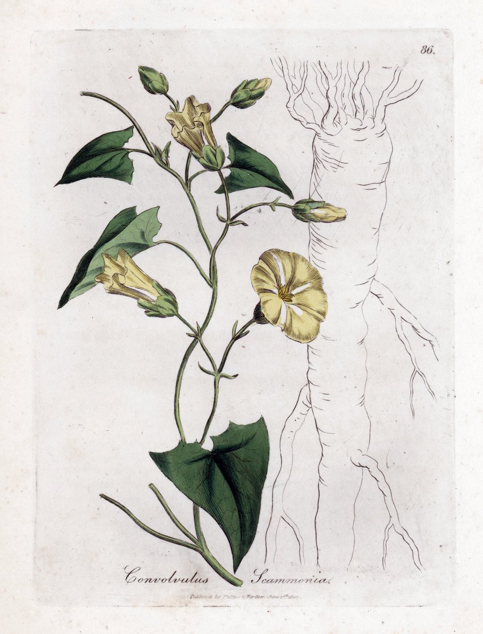 Scamonee - Scammony bindweed, Convolvulus scammonia by James Sowerby