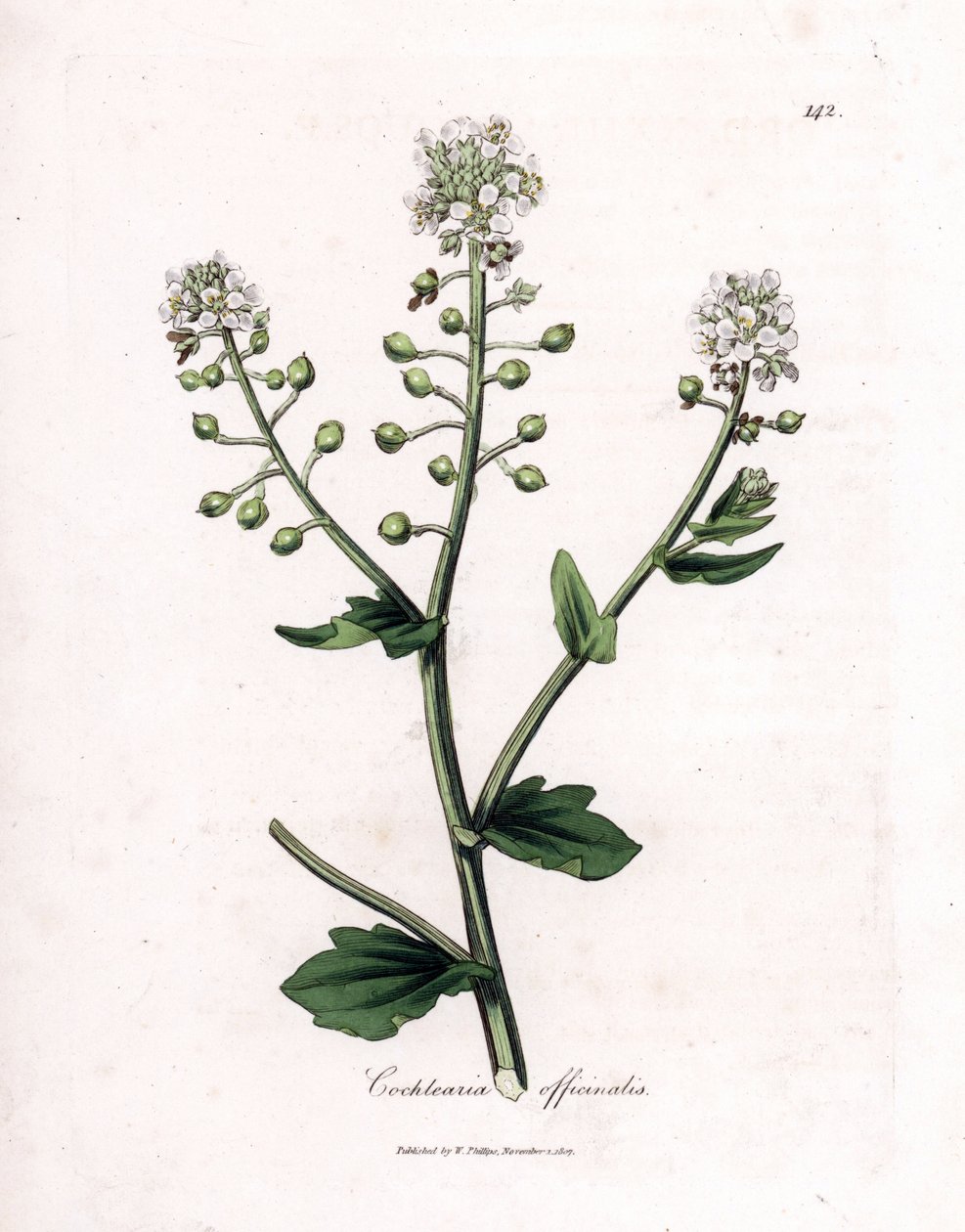 Scurvygrass, Cochlearia officinalis. Handcoloured copperplate engraving from a botanical illustration by James Sowerby from William Woodville and Sir William Jackson Hooker