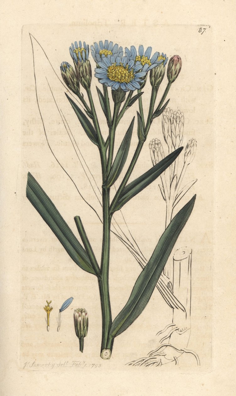 Sea Aster by James Sowerby