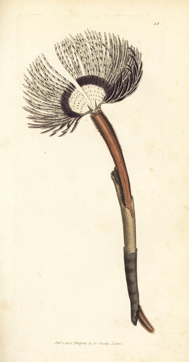 Sea worm, Amphitrite ventilabrum by James Sowerby