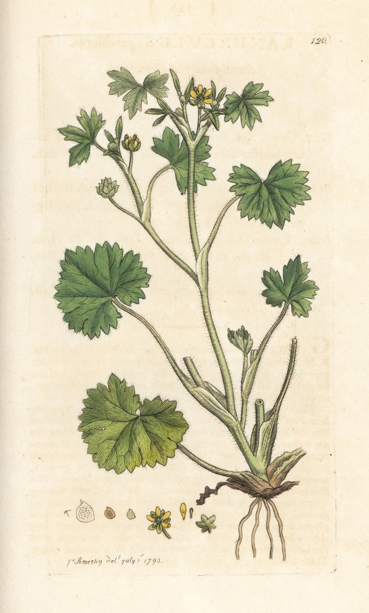 Smallflower Buttercup, Ranunculus Parviflorus (Buttercup) by James Sowerby