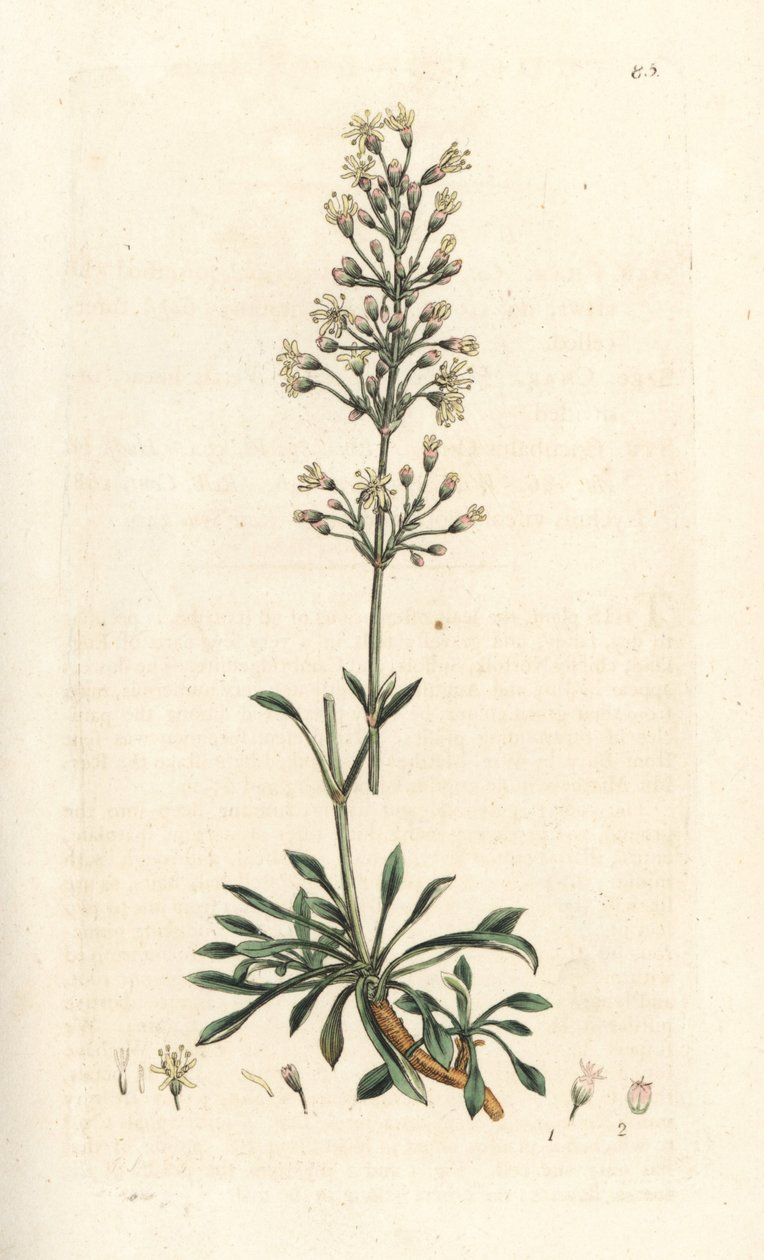 Spanish Catchfly by James Sowerby