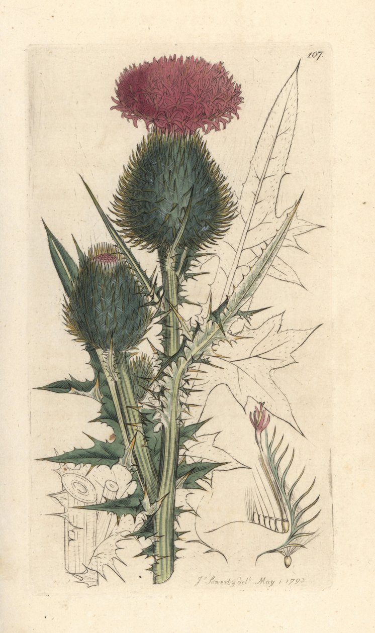 Spear Thistle, Cirsium Vulgare (Carduus Lanceolatus) (Common Cirse) by James Sowerby