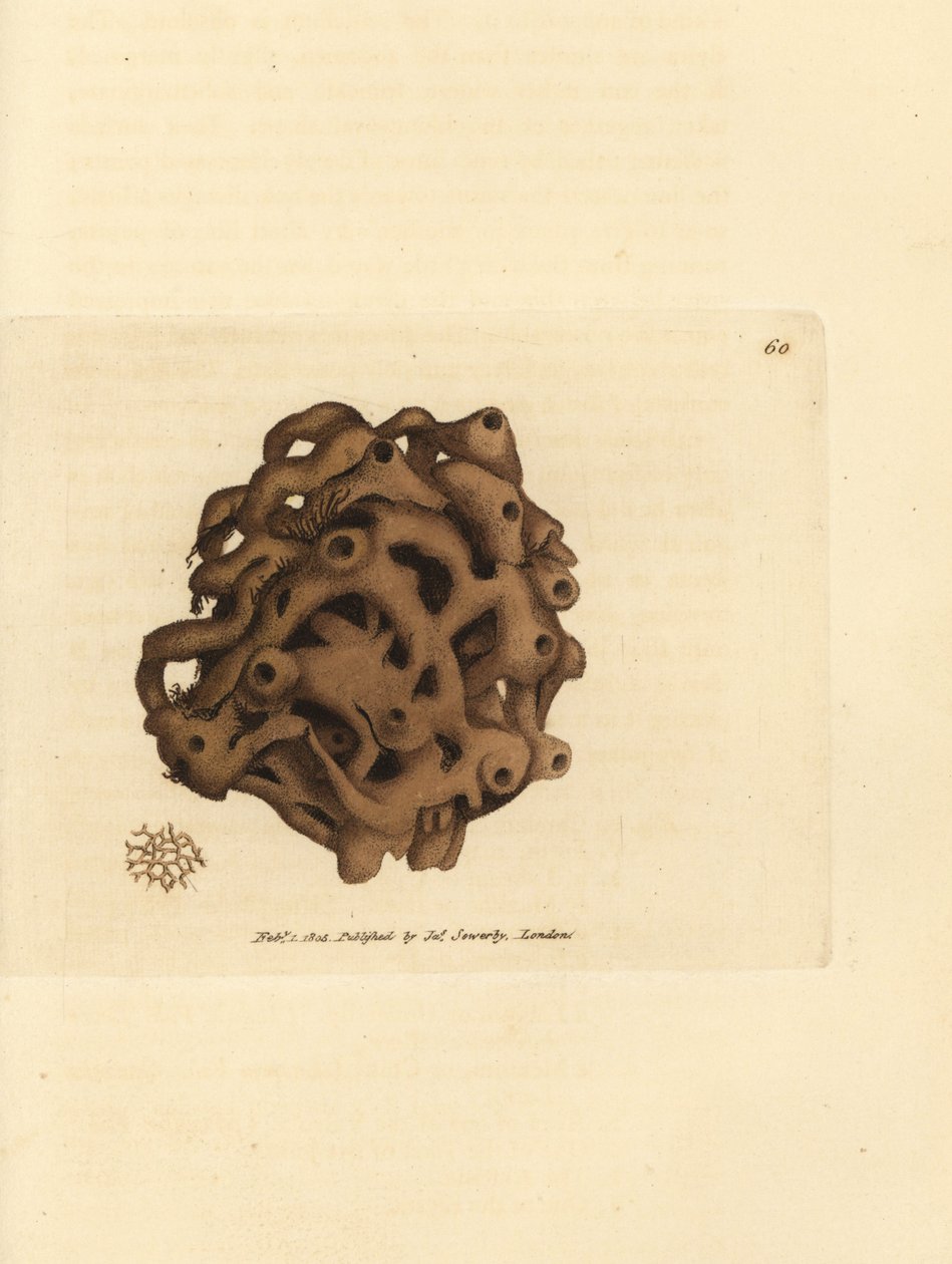 Sponge, Haliclona cinerea (Cancellated sponge, Spongia cancellata) by James Sowerby