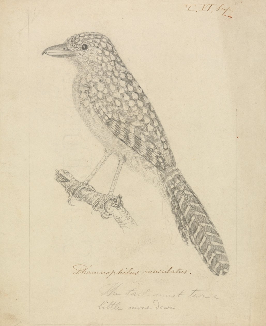 Spot-backed Antshrike by James Sowerby