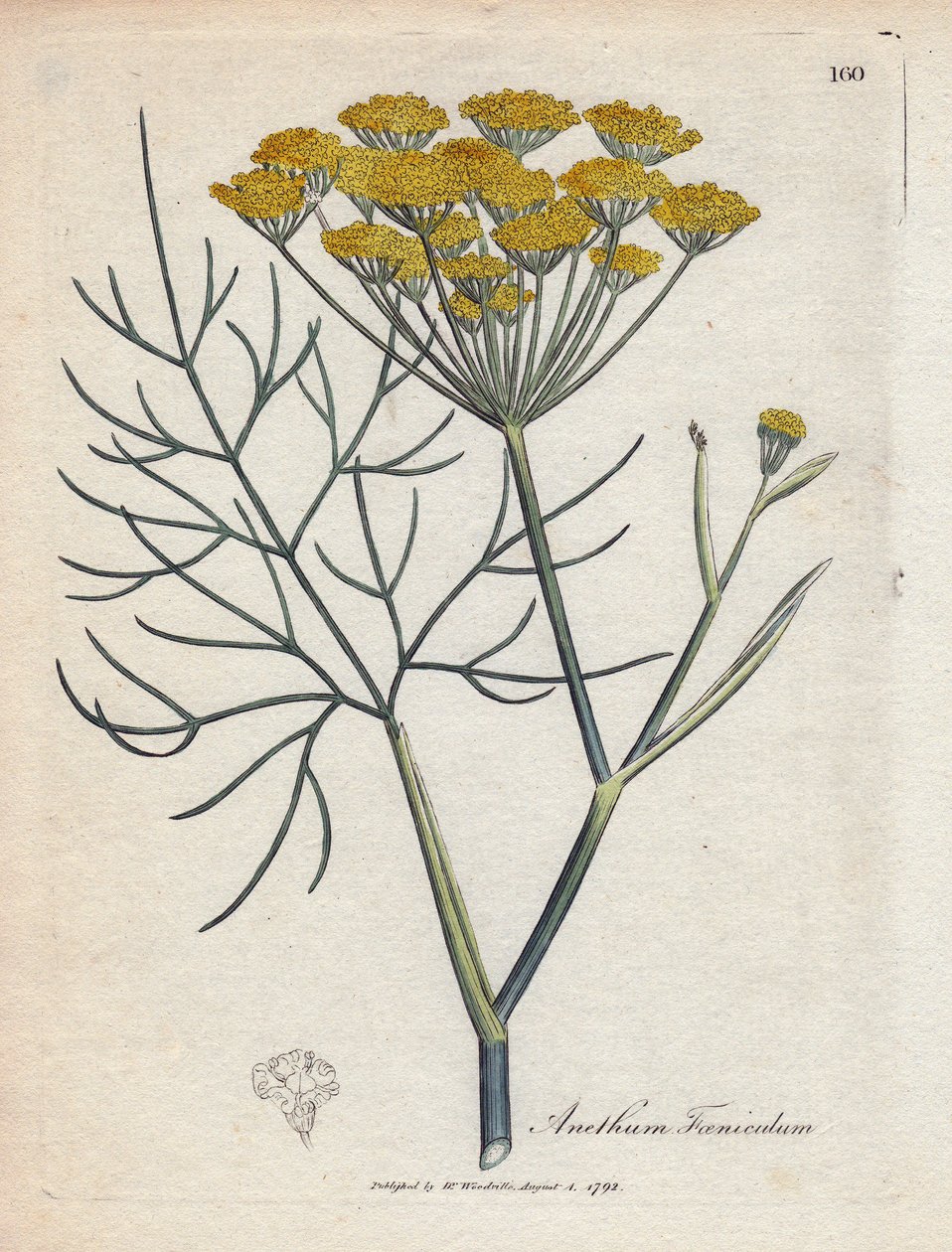 Sweet fennel by James Sowerby