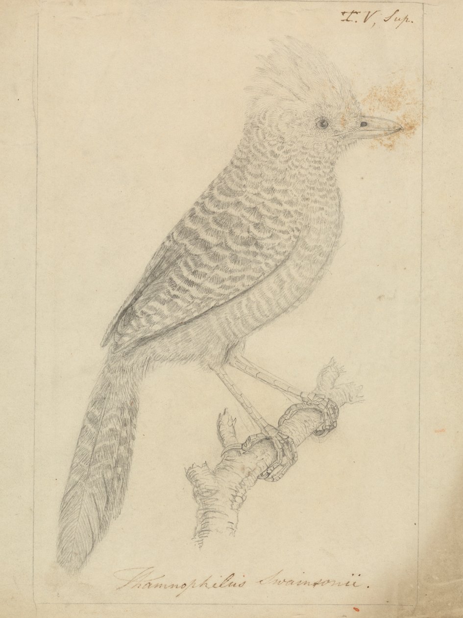 Tufted Antshrike by James Sowerby