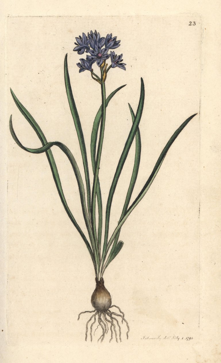 Vernal or Spring Squill, Scilla Verna (Spring Scille) by James Sowerby