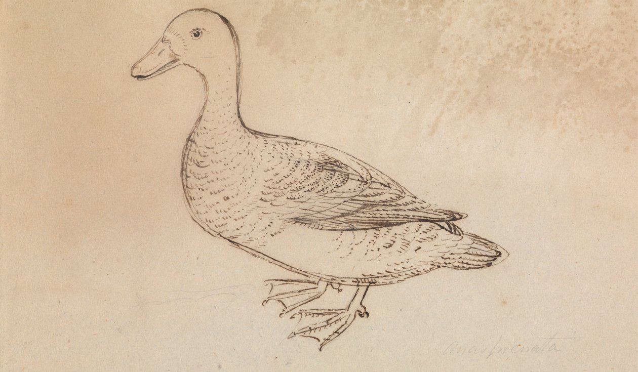 White-faced Whistling Duck by James Sowerby