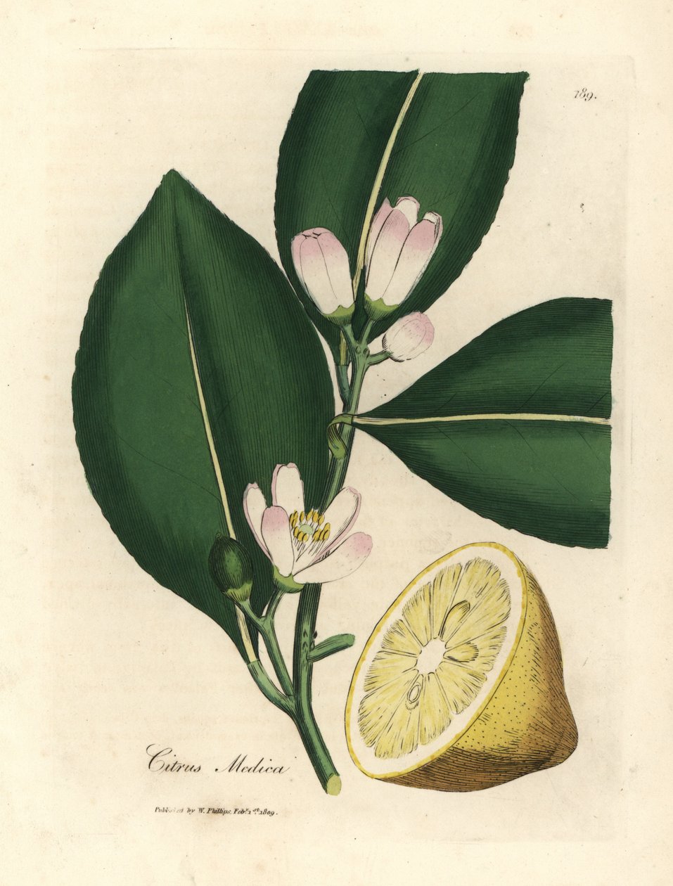 White blossom and ripe fruit segment of the lemon tree, Citrus medica by James Sowerby