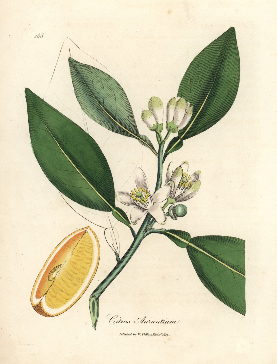 White blossom and ripe fruit segment of the orange tree, Citrus aurantium by James Sowerby