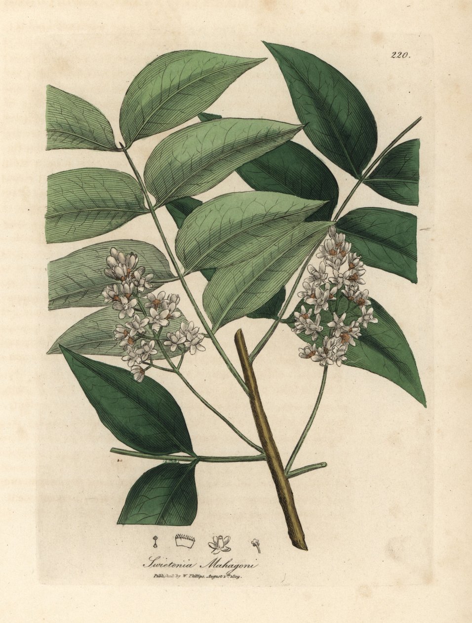 White blossomed mahogany tree, Swietenia mahogani by James Sowerby