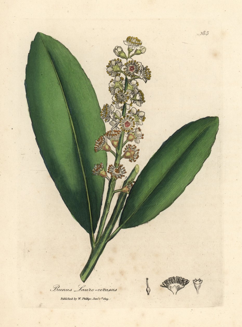 White flowered cherry laurel tree, Prunus laurocerasus by James Sowerby