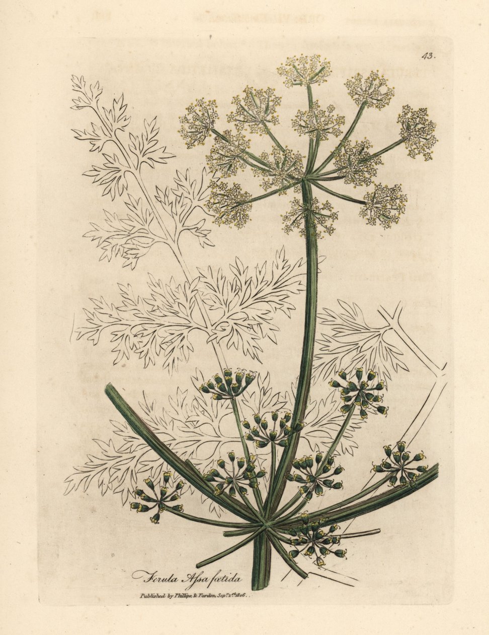 White flowered gigantic fennel or asafetida, Ferula assafoetida by James Sowerby