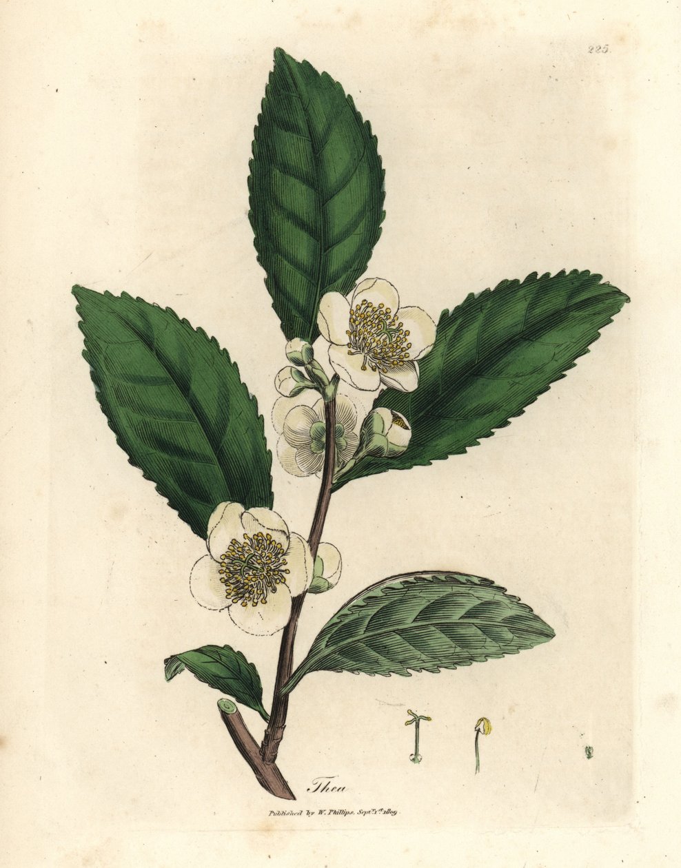 White Flowers and Green Tea Leaves, Thea bohea, Camellia sinensis by James Sowerby