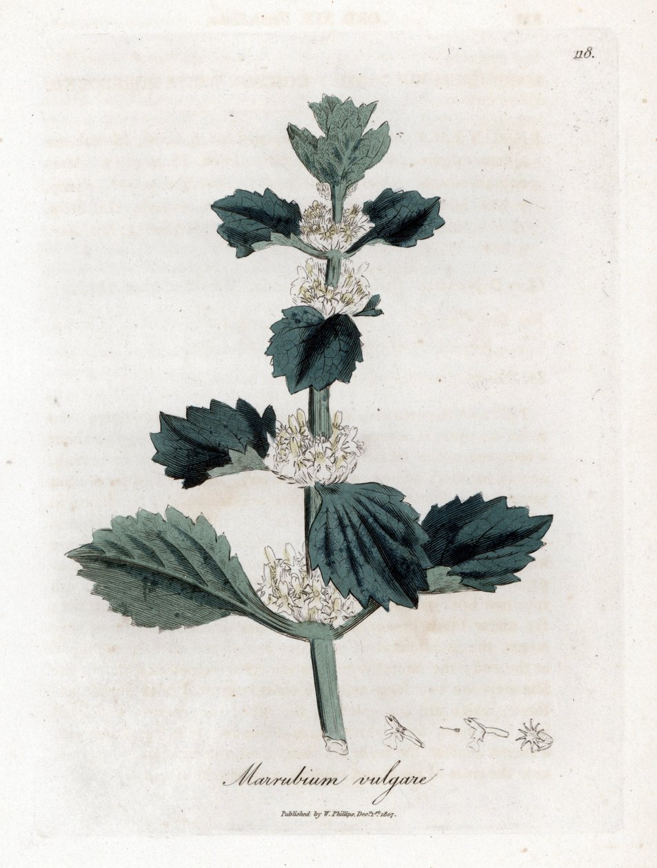 White or Common Marrube - White Horehound, Marrubium vulgare. Handcoloured Copperplate Engraving from a Botanical Illustration by James Sowerby from William Woodville and Sir William Jackson Hooker