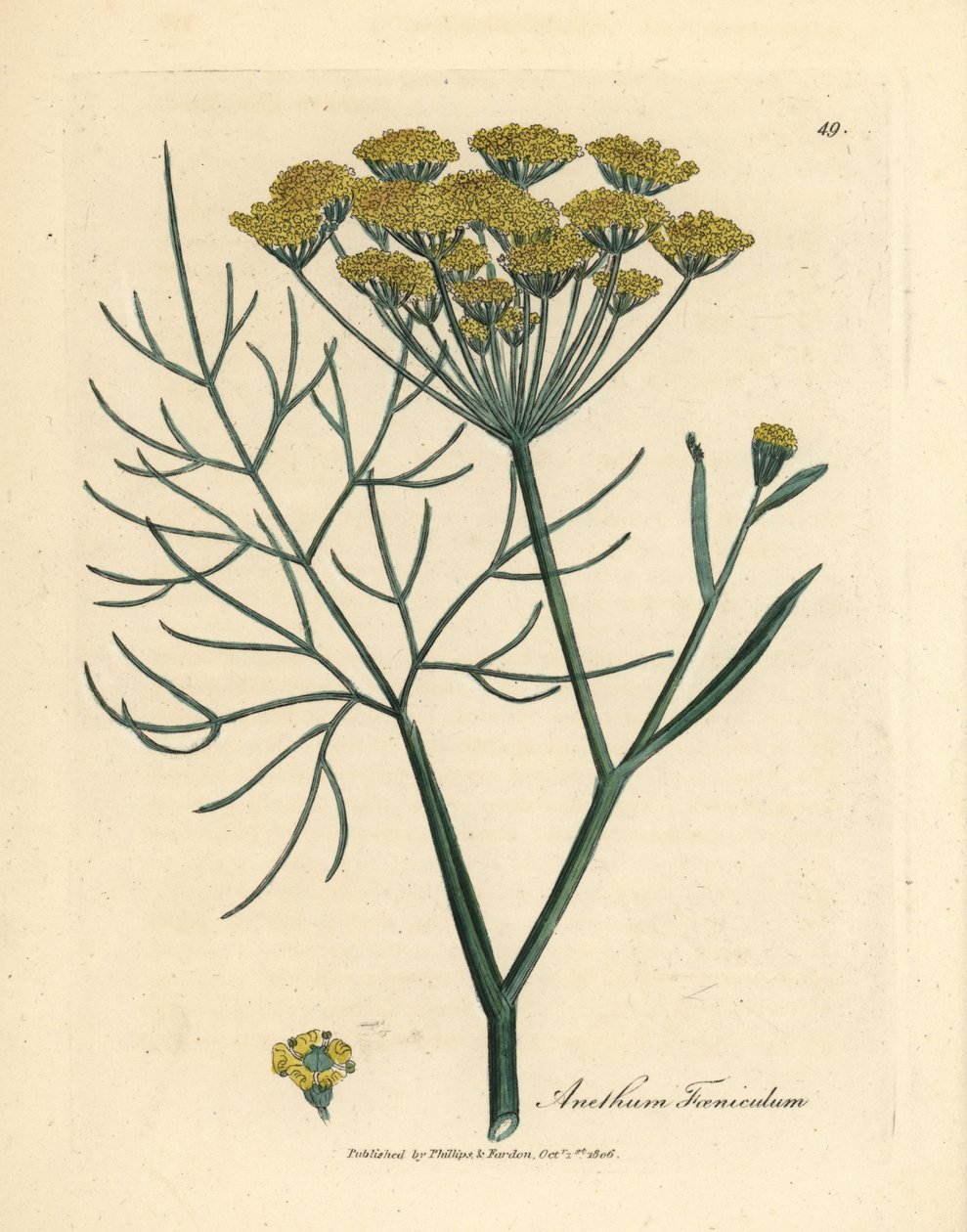 Yellow flowered fennel, Anethum foeniculum by James Sowerby