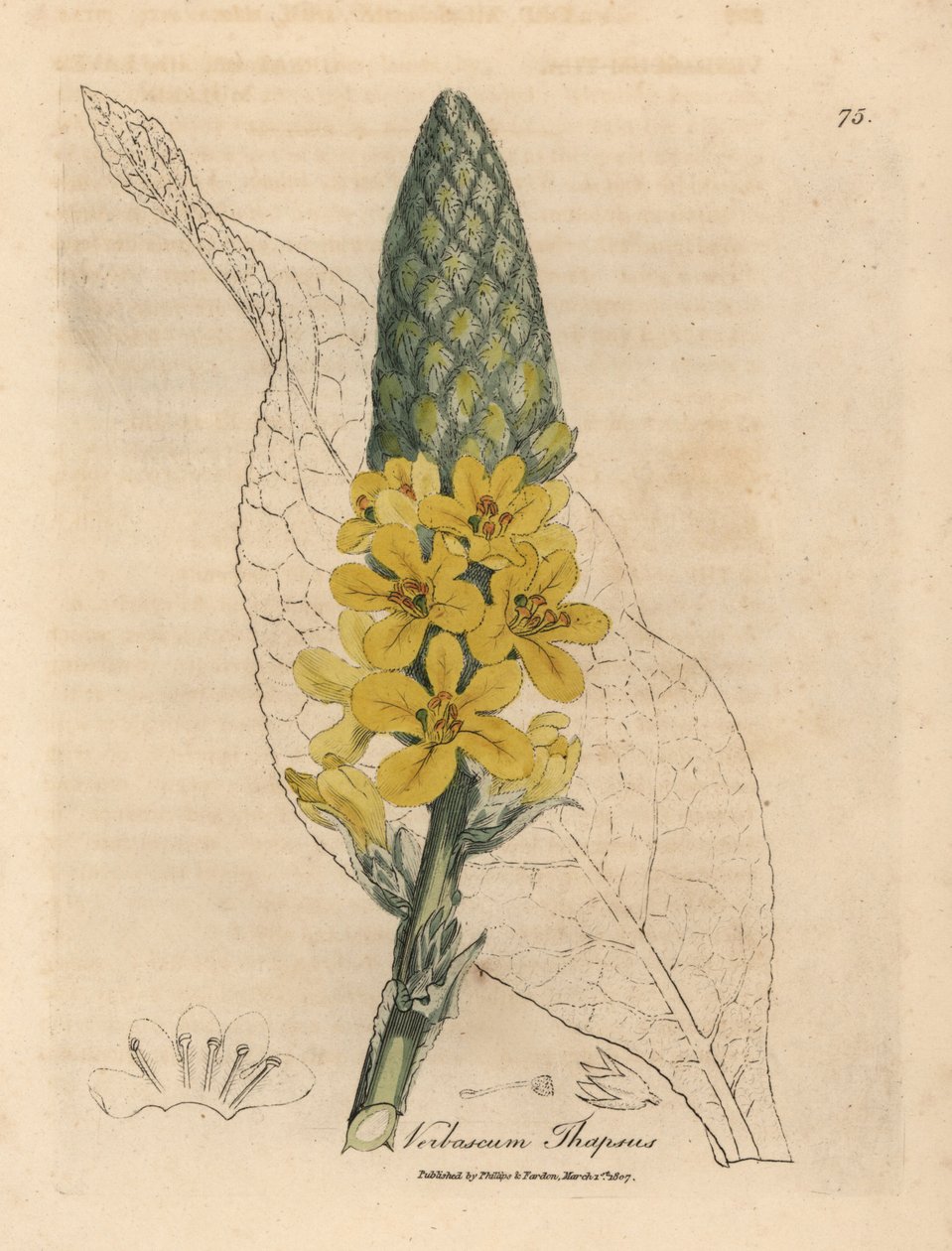 Yellow flowered great broad-leaved mullein, Verbascum thapsus by James Sowerby