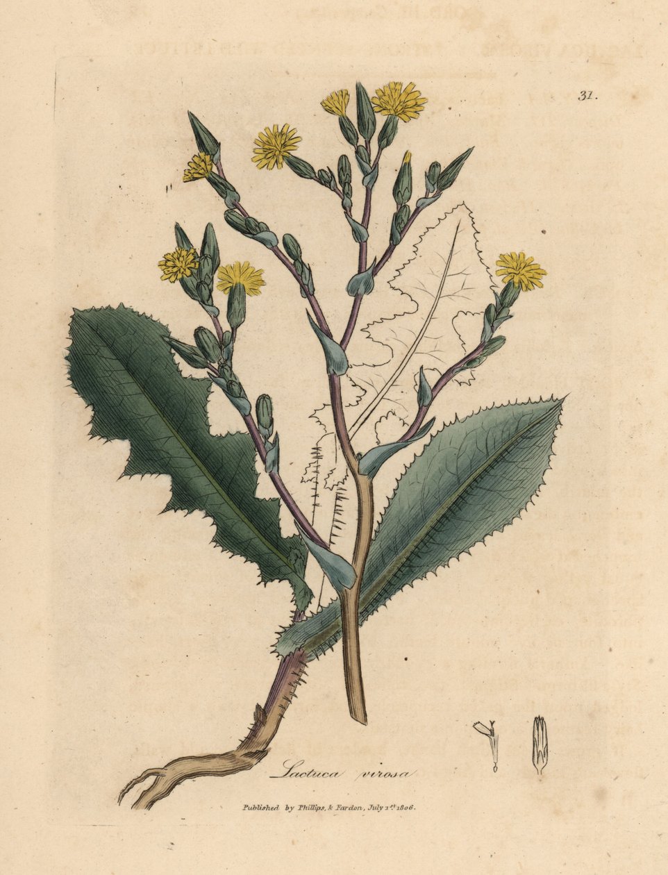 Yellow flowered wild lettuce, Lactuca virosa by James Sowerby