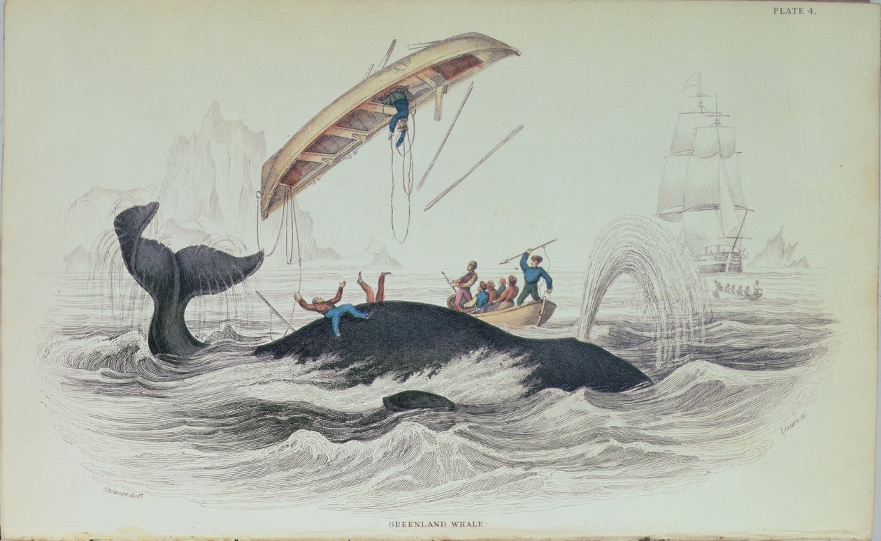 Greenland Whale, book illustration engraved by William Home Lizars by James Stewart