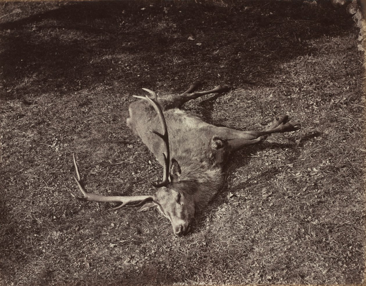 The Royal Stag by James Valentine