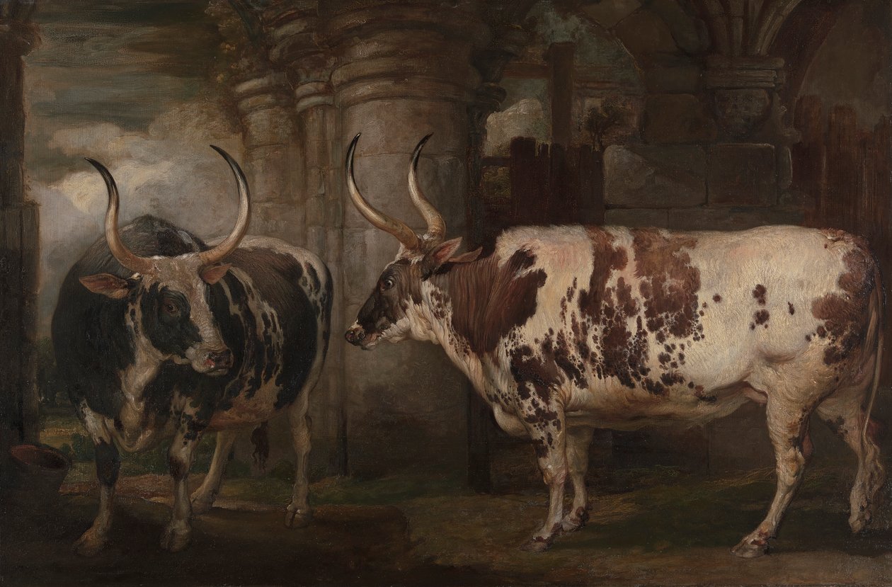 Portraits of Two Extraordinary Oxen, the Property of the Earl of Powis by James Ward