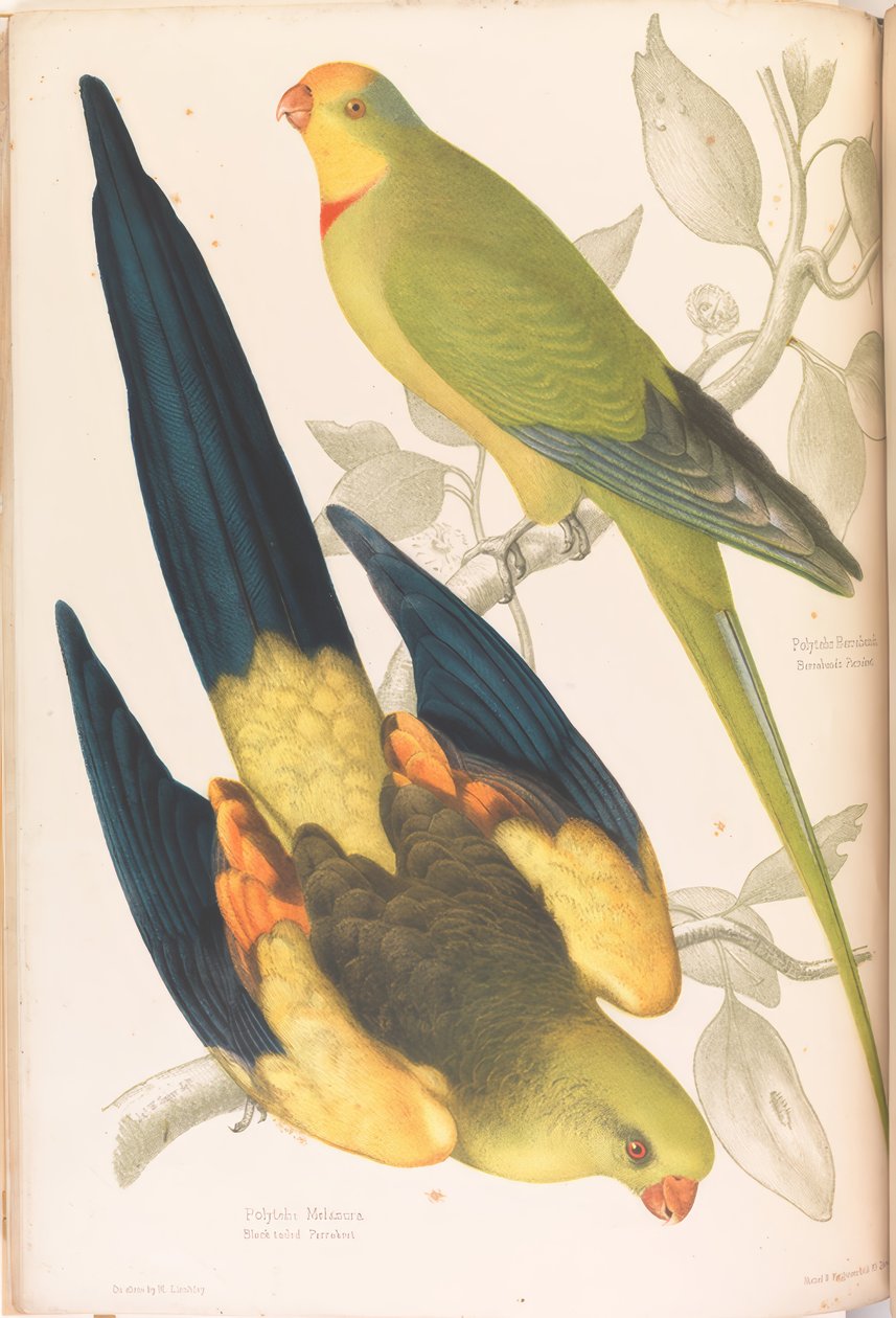 Black-tailed and Green-cheeked Parakeet by James Whitley Sayer