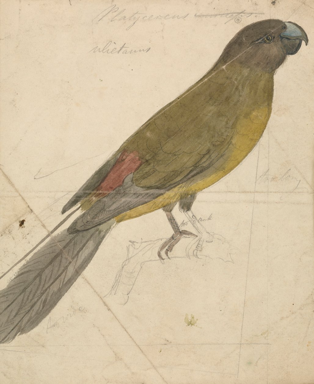 A Parrot by James de Carle Sowerby
