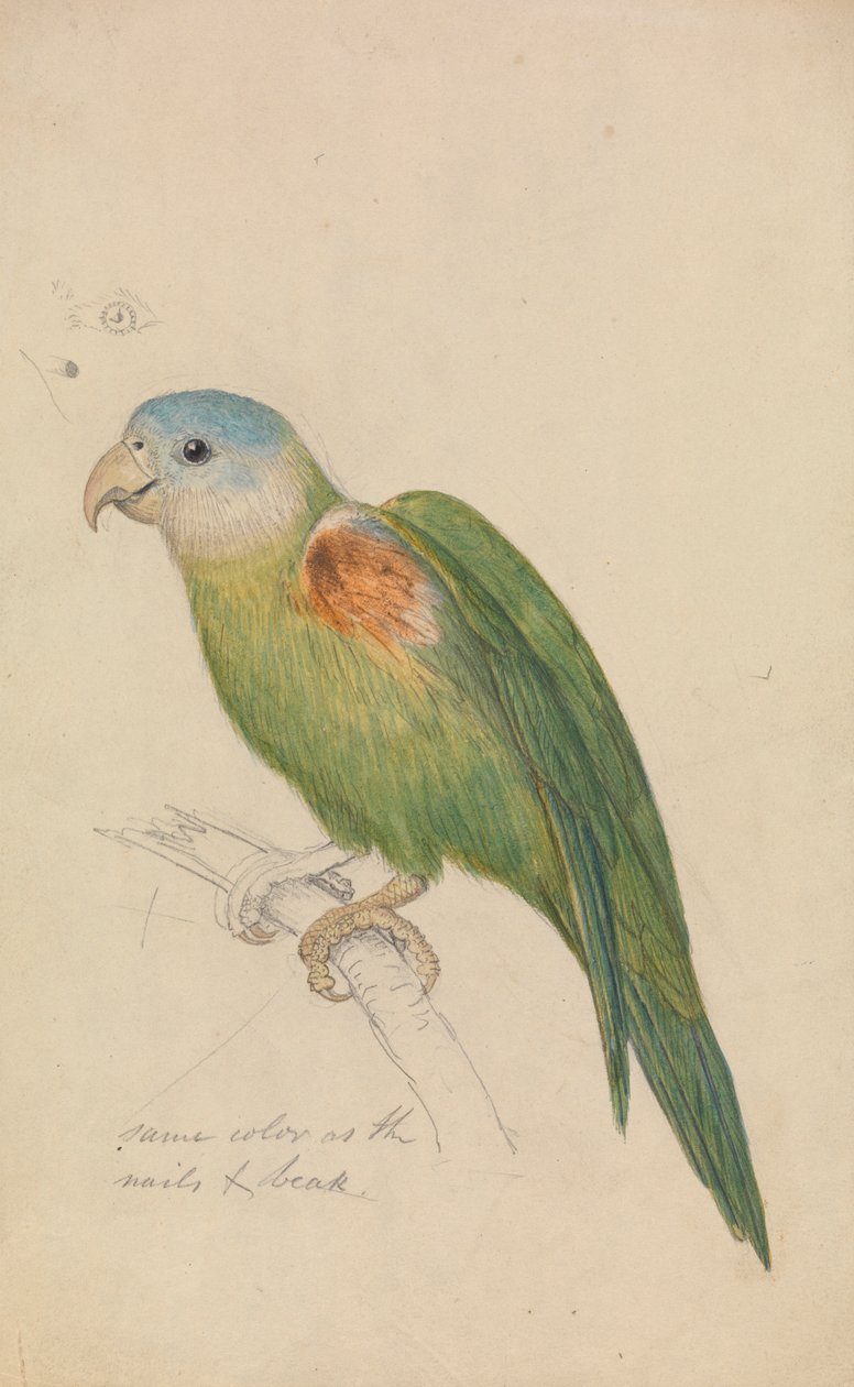 A Parrot by James de Carle Sowerby