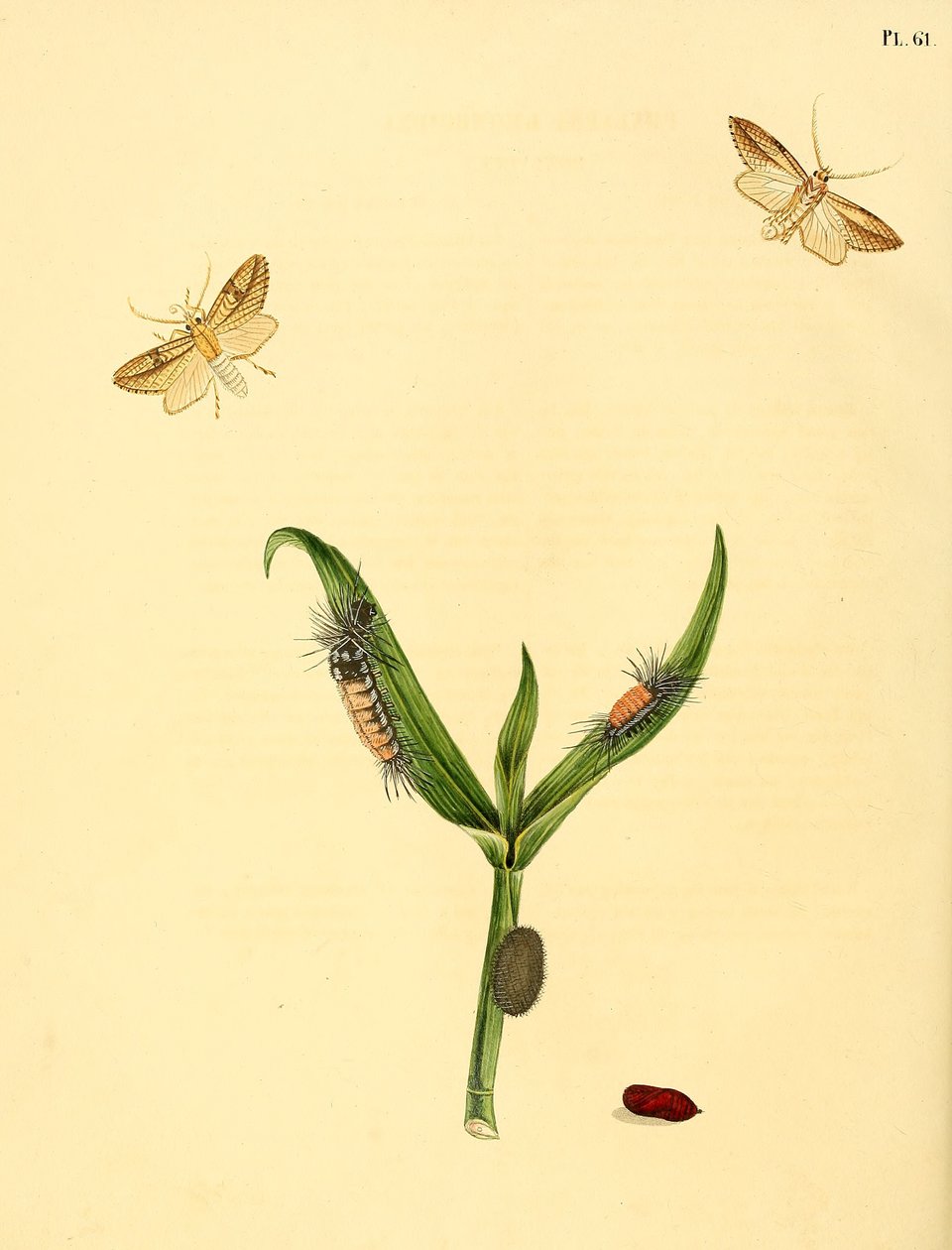 Unidentified Butterfly, Described as Phalaena rhomboidea by Jan Christiaen Sepp