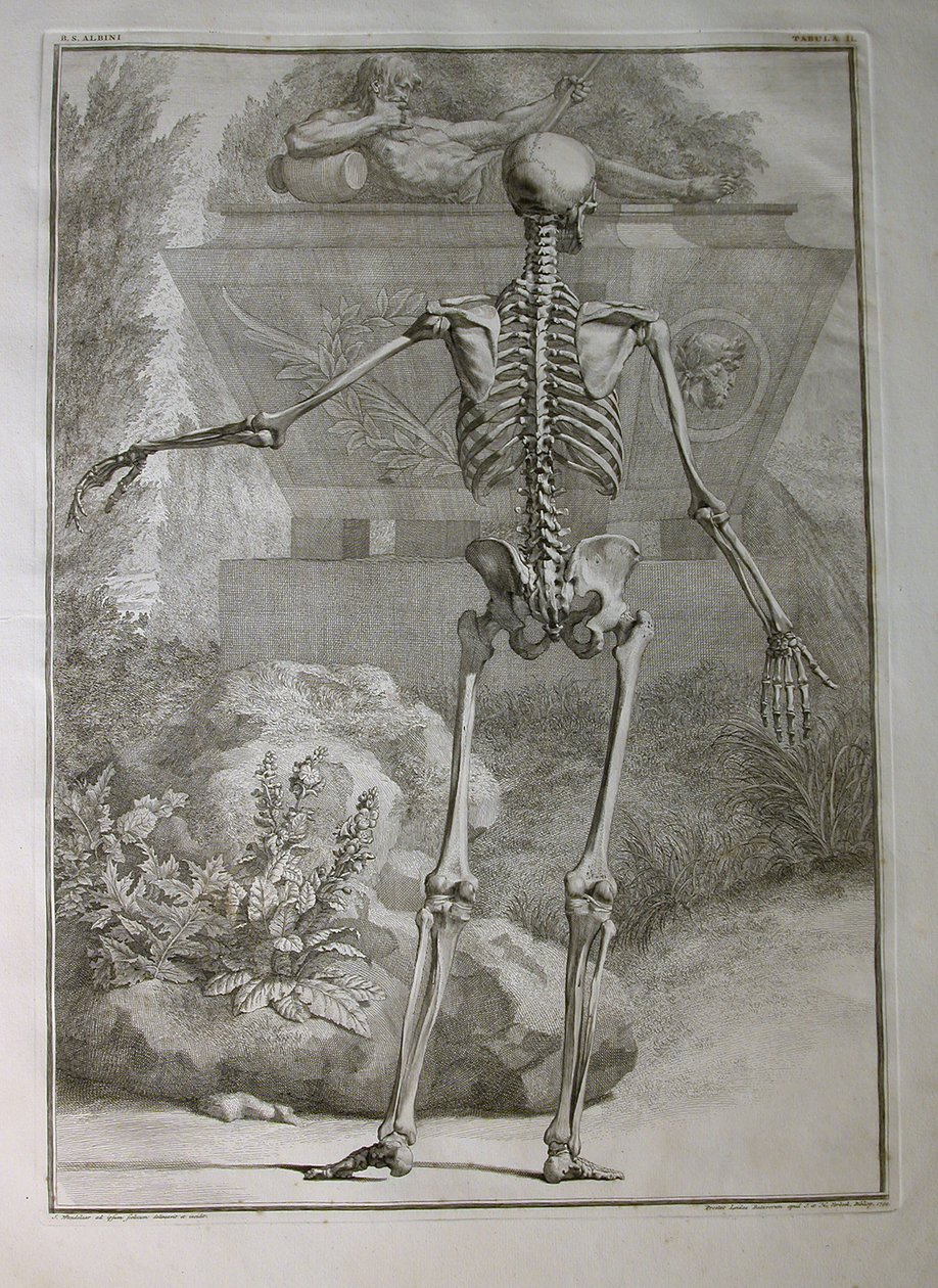 Skeleton, illustration from 
