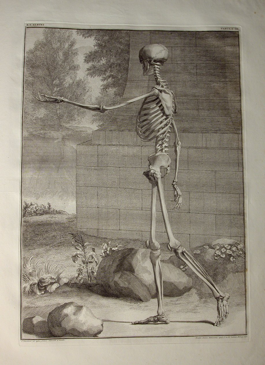 Albinus I, Pl. III: Skeleton, Illustration from 