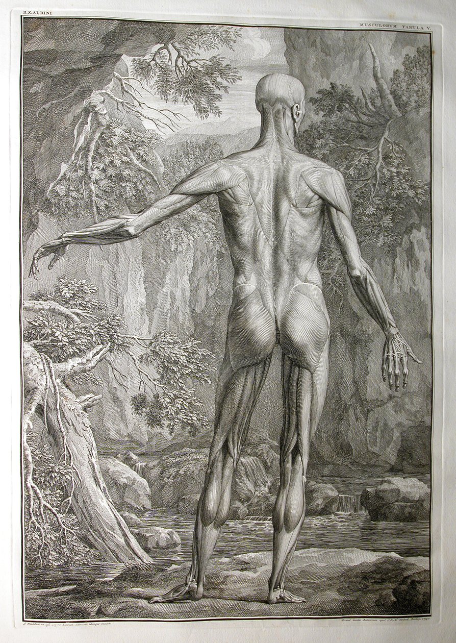 Albinus I, Pl. V: Musculature, illustration from 