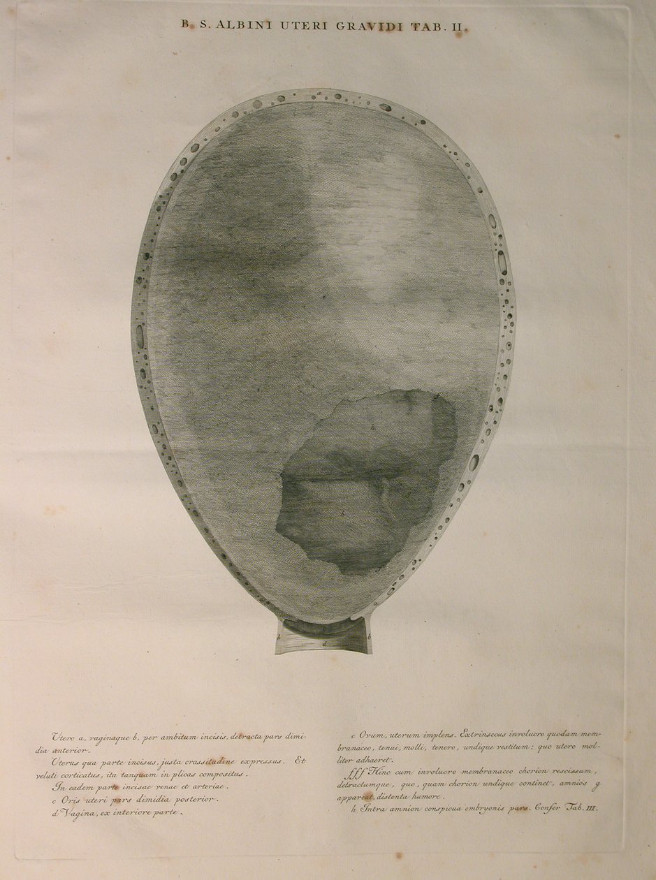 Albinus, Uterus, Pl. II, illustration from 