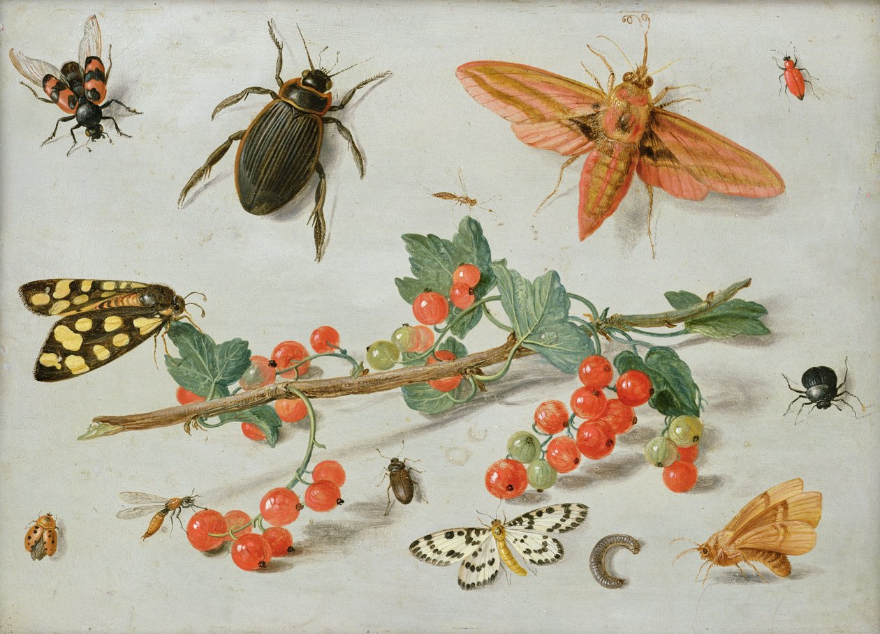 A sprig of redcurrants with an elephant hawk moth, a magpie moth and other insects by Jan van Kessel the Elder