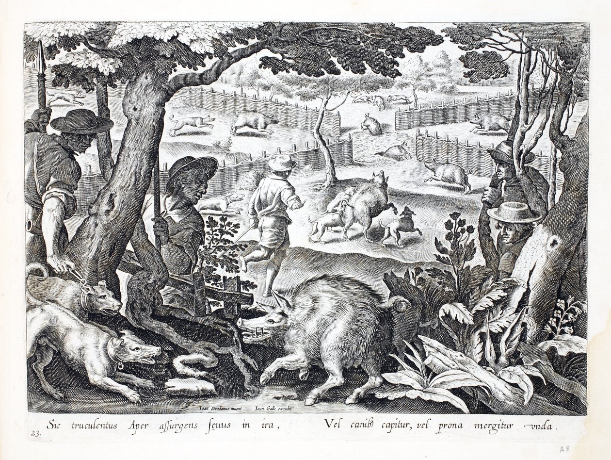 A ferocious wild boar rises up in anger, dogs drive other into the waters, illustration from 