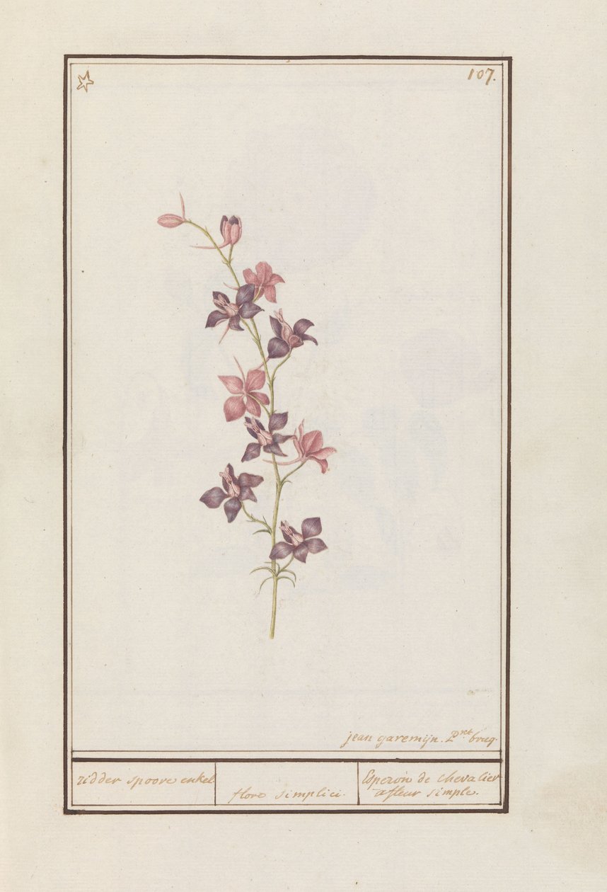 Larkspur (Consolida) by Jan Anton Garemyn
