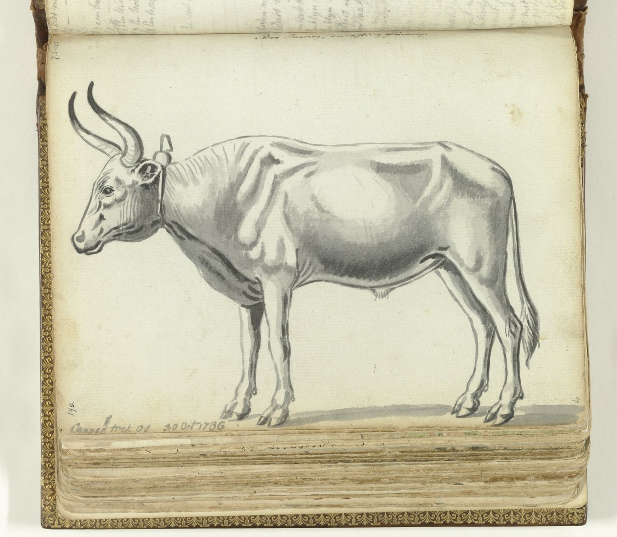 Cape Ox by Jan Brandes