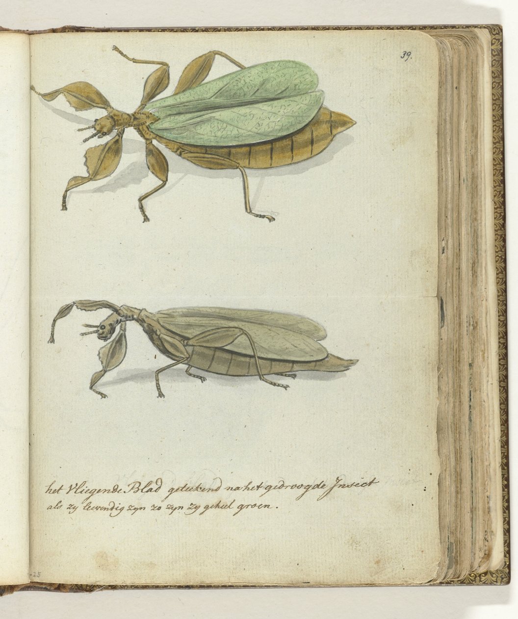 The Flying Leaf by Jan Brandes