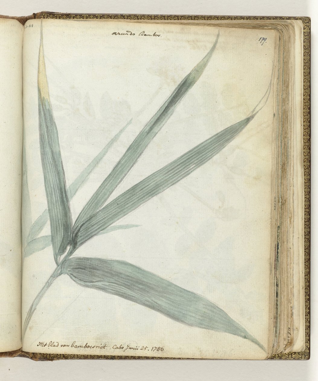 The Leaf of Bamboo Reed by Jan Brandes