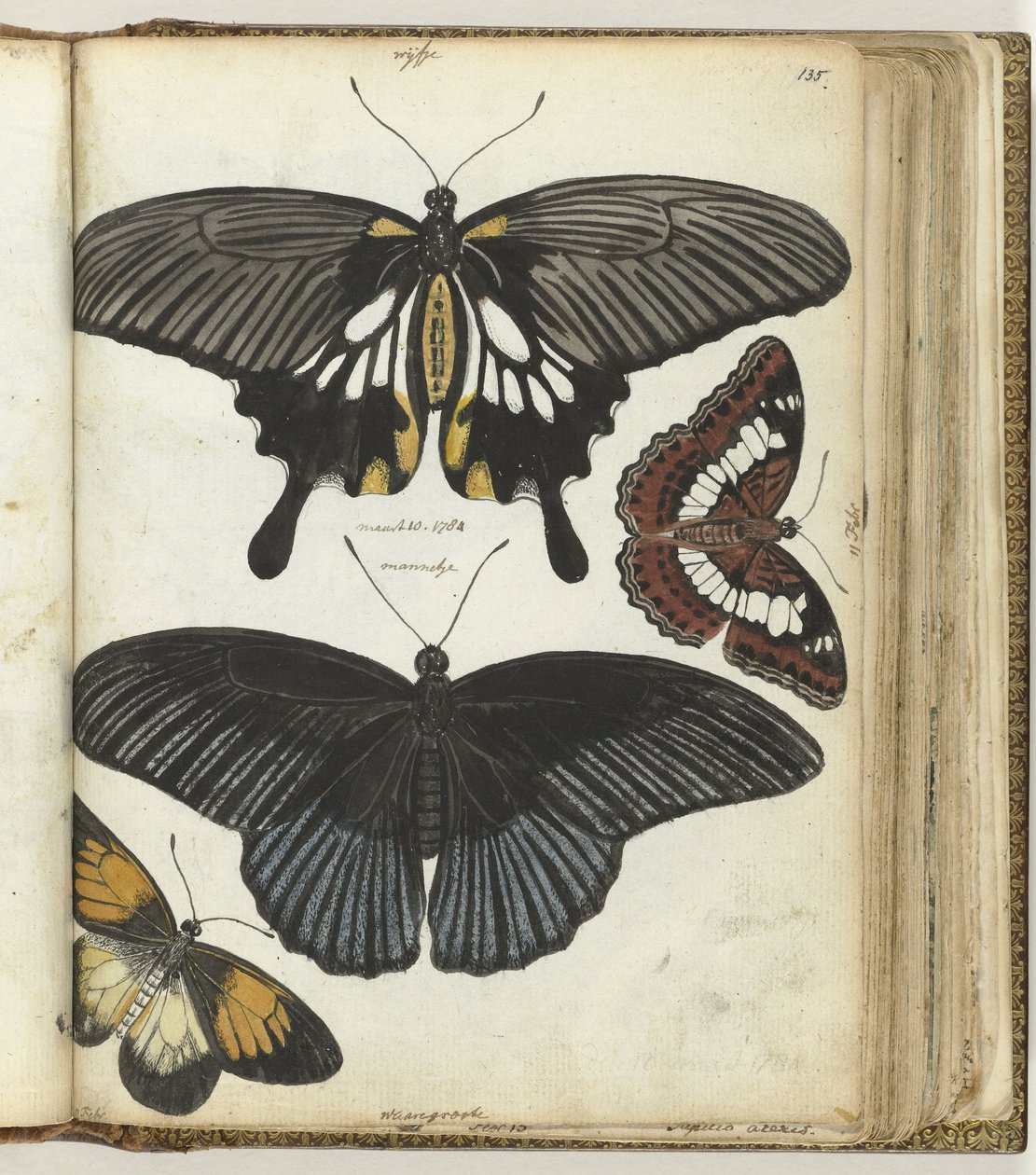 Indian Butterflies by Jan Brandes