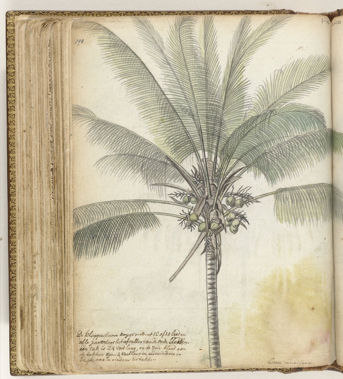 Coconut Tree by Jan Brandes