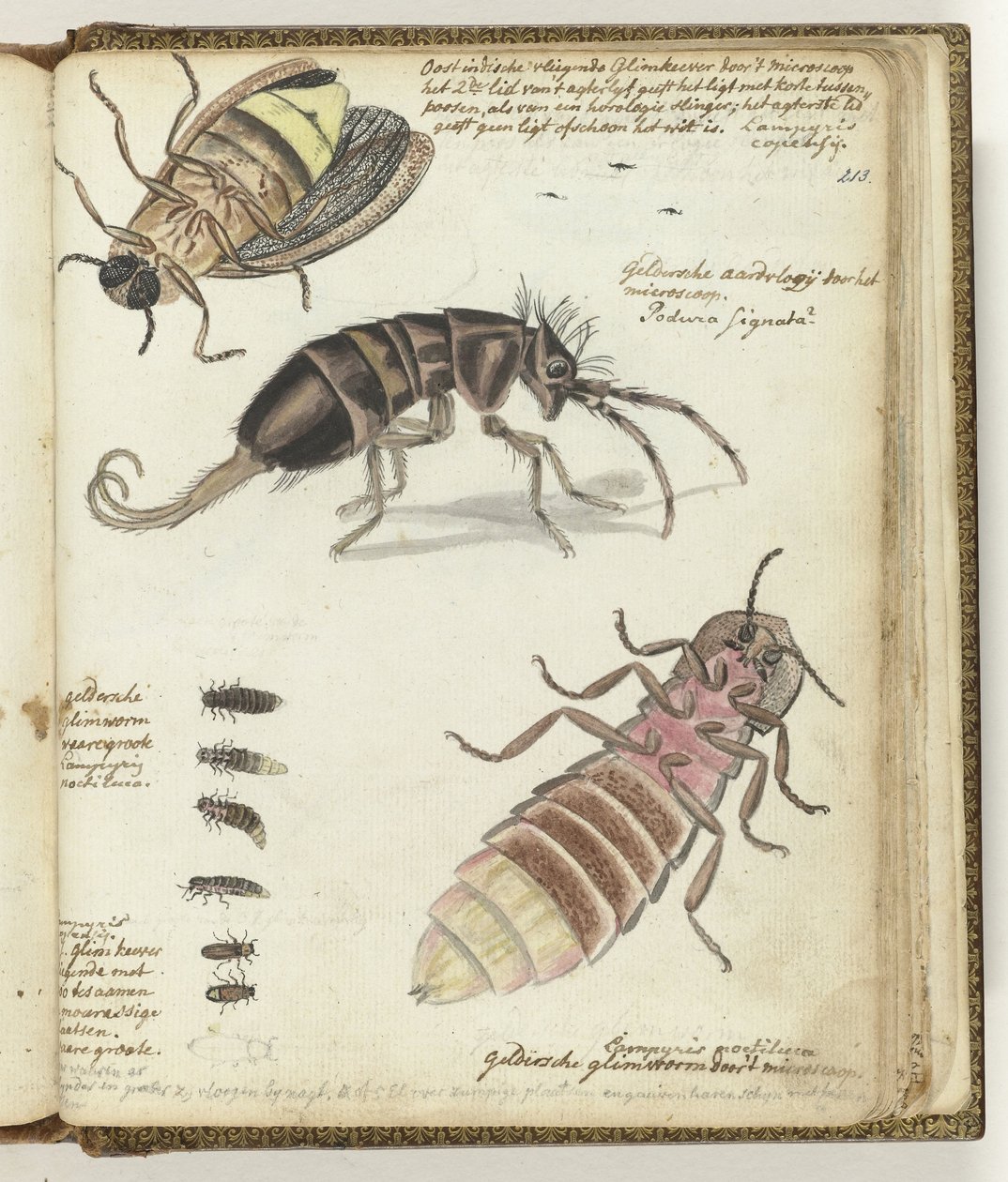 East Indian and Gelderland Glowworms by Jan Brandes