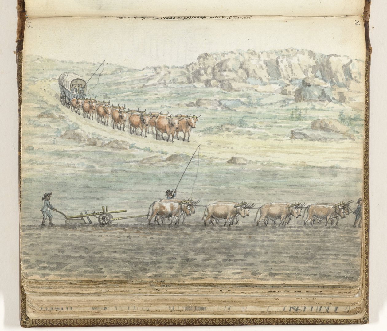Oxen Team for Covered Wagon and for Plow by Jan Brandes