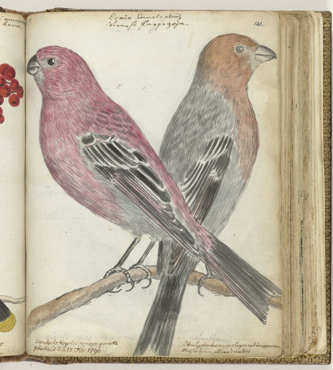 Swedish Birds by Jan Brandes